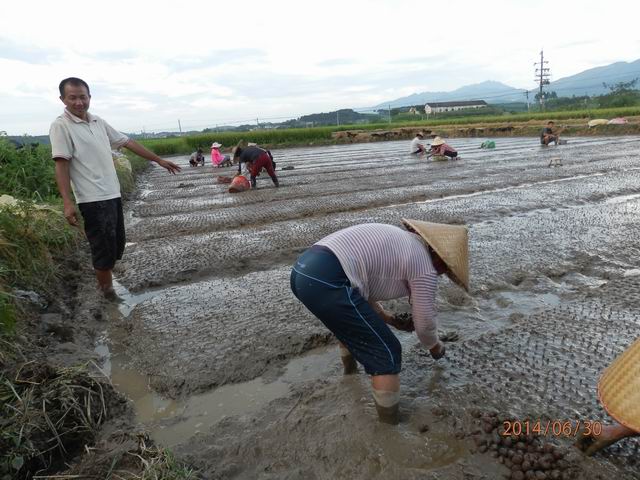 广西荔浦马蹄新品种落户象州县大乐镇