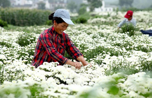 安徽休宁县:徽菊飘香富农家
