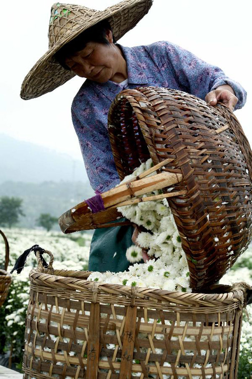 7月1日,盐铺村的菊农在采摘徽菊