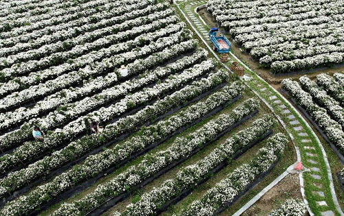 这是7月1日在休宁县盐铺村拍摄的有机徽菊标准化示范基地