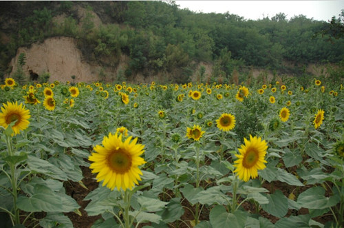 河南陕县:油葵花开 丰收在望