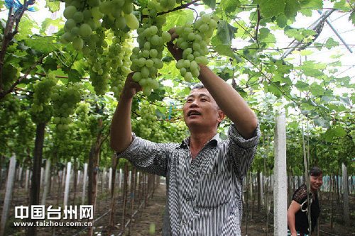 晶莹剔透果肉饱满 浙江台州大麦屿葡萄将上市