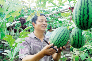 浙江杭州:瓜果同棚双丰收