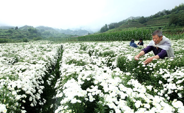 7��1�գ���ظ����������ũ���С�����ң����ڲ�ժʢ���ľջ���