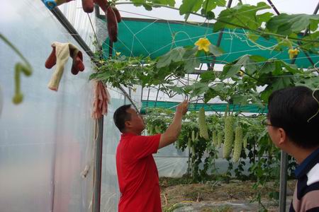 ����̩��������ָ�������߲���ֲʾ����