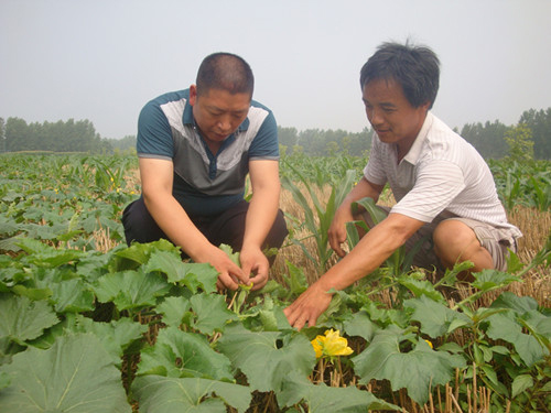 �����������۳����ŵ���ũ����Ա��ͷָ��ũ���ѧ�Ĺ�