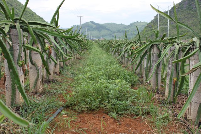 �������������ƹ������԰���ּ���Ч���