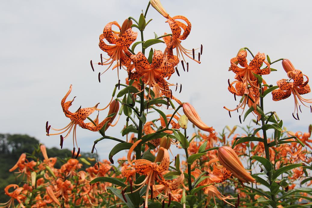 广西融安木瓜村百合绽放红花惹人爱