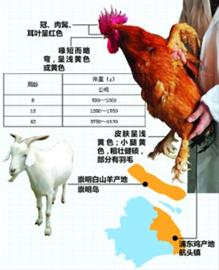 “浦东鸡”、“崇明白山羊”为正宗上海食材正名