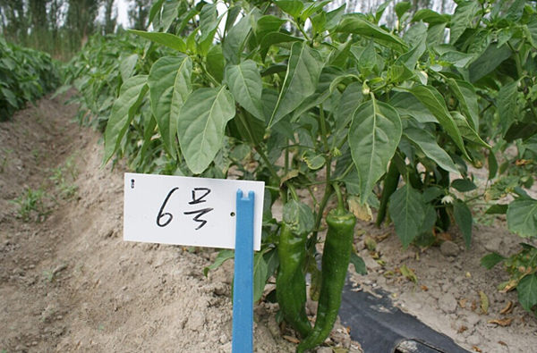 新疆博湖县新28个新品种辣椒喜结硕果