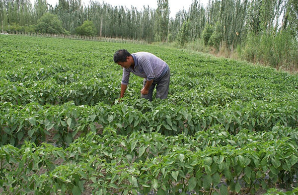本布图镇农民彭元胜正在翻看圣果1号新品种辣椒长势