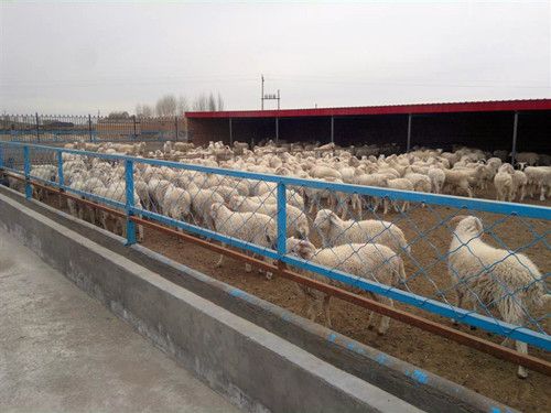 四川攀枝花初步形成现代肉羊产业体系