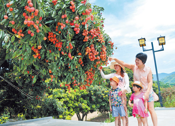 福建泉州永春县岵山荔枝熟了