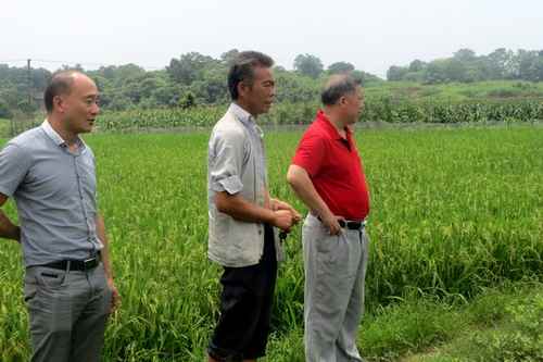 湖南双峰农技员 田间忙会诊 助农保丰收