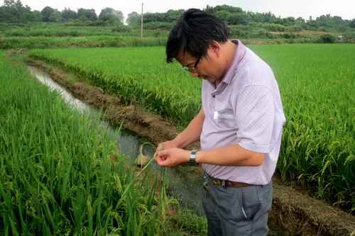 湖南双峰农技员 田间忙会诊 助农保丰收2