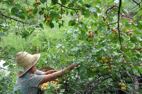 �ӱ�ƽȪ67��Ķɽ�ӻ����