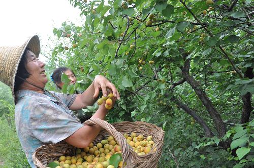 7��5�գ��ӱ�ʡ�е���ƽȪ�ص��������żҵ��ũ���ڲ�ժ�����ɽ�ӡ�