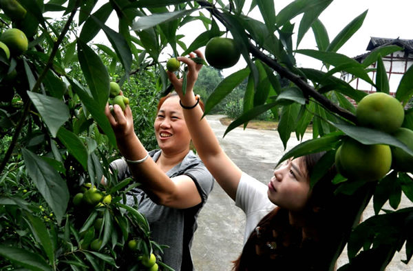 四川宜宾胜天镇李子成当地支柱产业