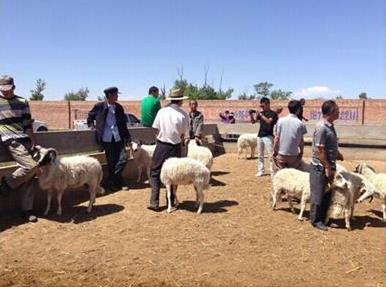宁夏盐池县将2300只滩羊种公羊投放到户
