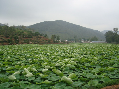 ���Ͻ�ˮ���������կ�巢չ��ź��ҵ��Ч����