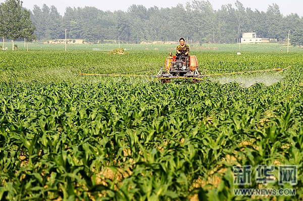 ���ϣ�����Ĺ�æ