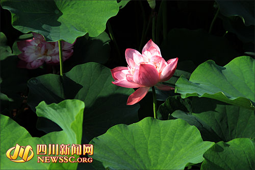 ɻĻΪ6~9£ǰΪͻʱڡ