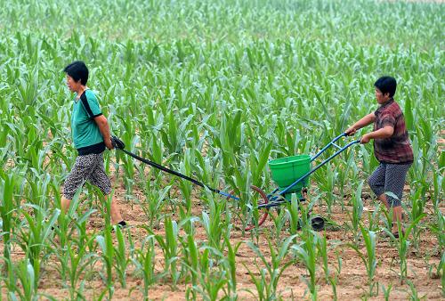 �ӱ�˳ƽ��С��ũ��æ