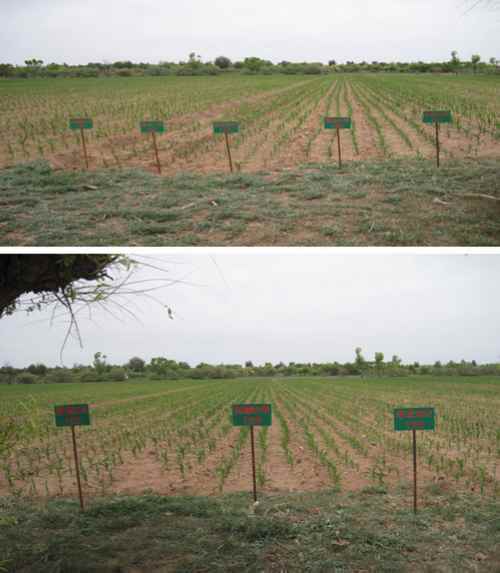 ���ɹ�����������Ʒ������ʾ���ﳤ������