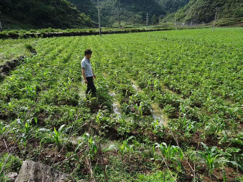 云南广南县珠街镇农技人员加强强降雨天气田间管理工作