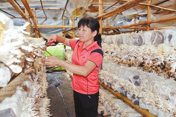 �����������¶��������չʳ�þ���ɫ��ҵ��ũ����