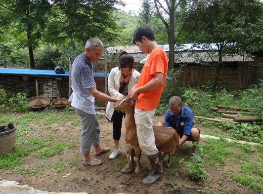 福建建阳:畜禽健康有保障,疫病调查走乡间2