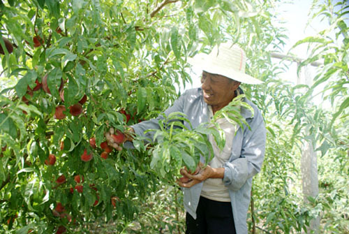 新疆博湖县“全红”毛桃试种成功喜获丰收