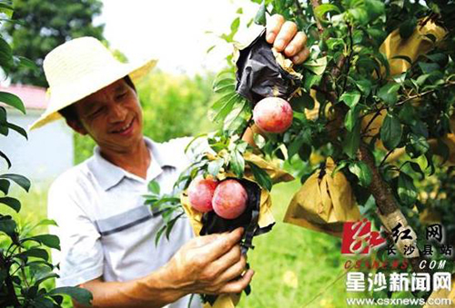 湖南长沙县白沙镇400亩布朗李等你来尝