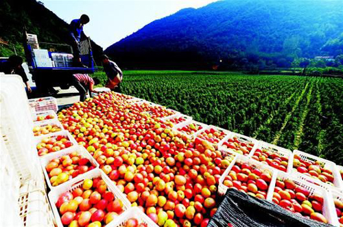 湖北襄阳:创建国家优质安全农产品生产示范区