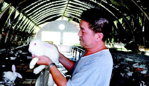 图为:湖北文东集团公司用有机饲料养殖的澳洲兔。