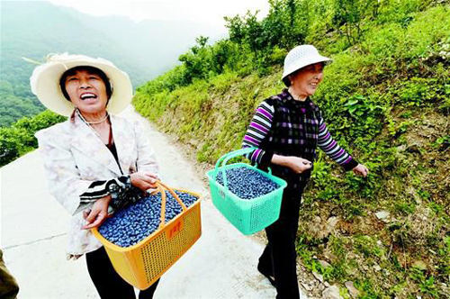 图为:保康蓝莓成为致富果。