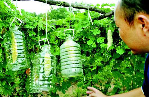 图为:襄阳“中国有机谷”蔬菜从不用农药、化肥,而是用生物办法防治病害。