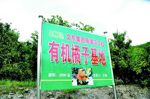 图为:有机橘子基地一角。