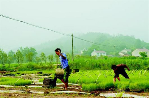 图为:“中国有机谷”农民在栽植有机水稻。