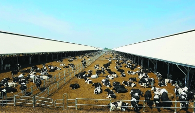 Ê×Å©ÔÚºÓ±±¶¨Öݽ¨È«¹ú×î´óÄÌÅ£ÄÁ³¡