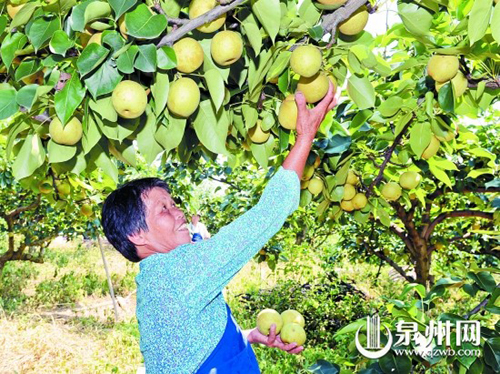 福建泉州市农产品质量安全水平提高