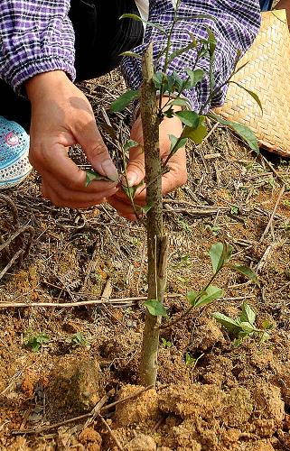 ˮزũġҰԵСһͿɲɲ裨711㣩