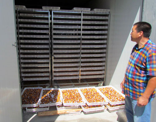 新疆轮台县野云沟乡杏子烘干房带动农民经济收入