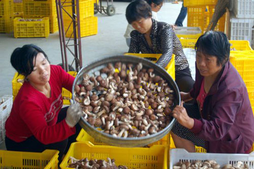 �����鱦���㹽��ֲ�߳��Ҹ�·