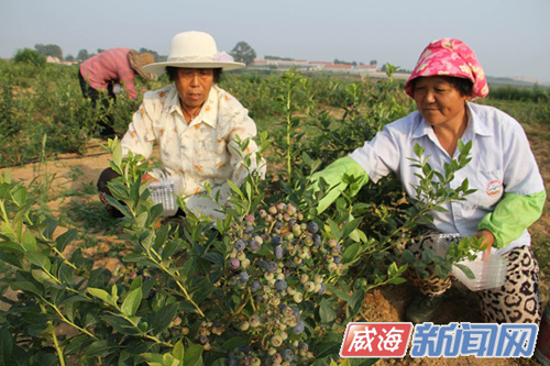 ��ݮ������ ɽ���ĵǱ�����ݮ�۸��ͦ������