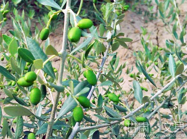 �������ط�չ����������8.6��Ķ