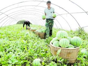 ���չ��ϣ�Ʒ��ЧӦ������ũ�����¸�