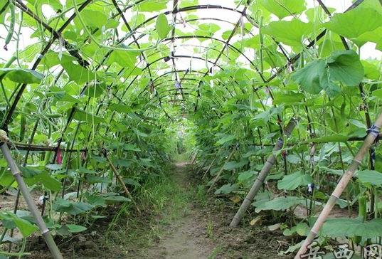 ������������ģʽ����ɽ�߲˲�ҵ��չ