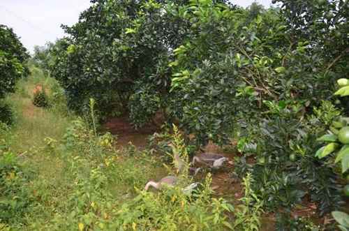 ϵشչ--족̬Ȳҵģʽ