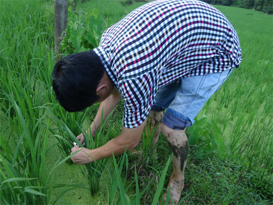 福建建阳:有机农业发展好,赤眼蜂防治不可少